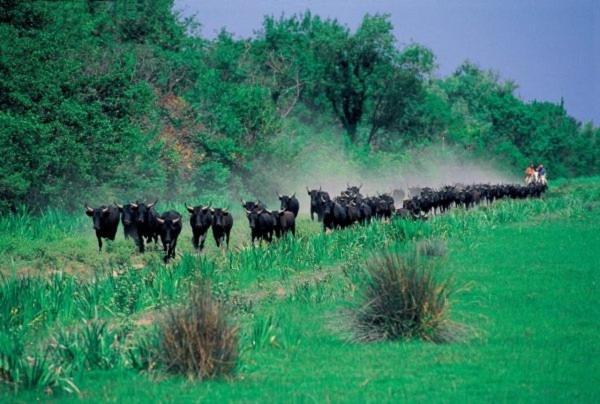 Вілла Joli Mazet Provencal De Camargue Арль Екстер'єр фото