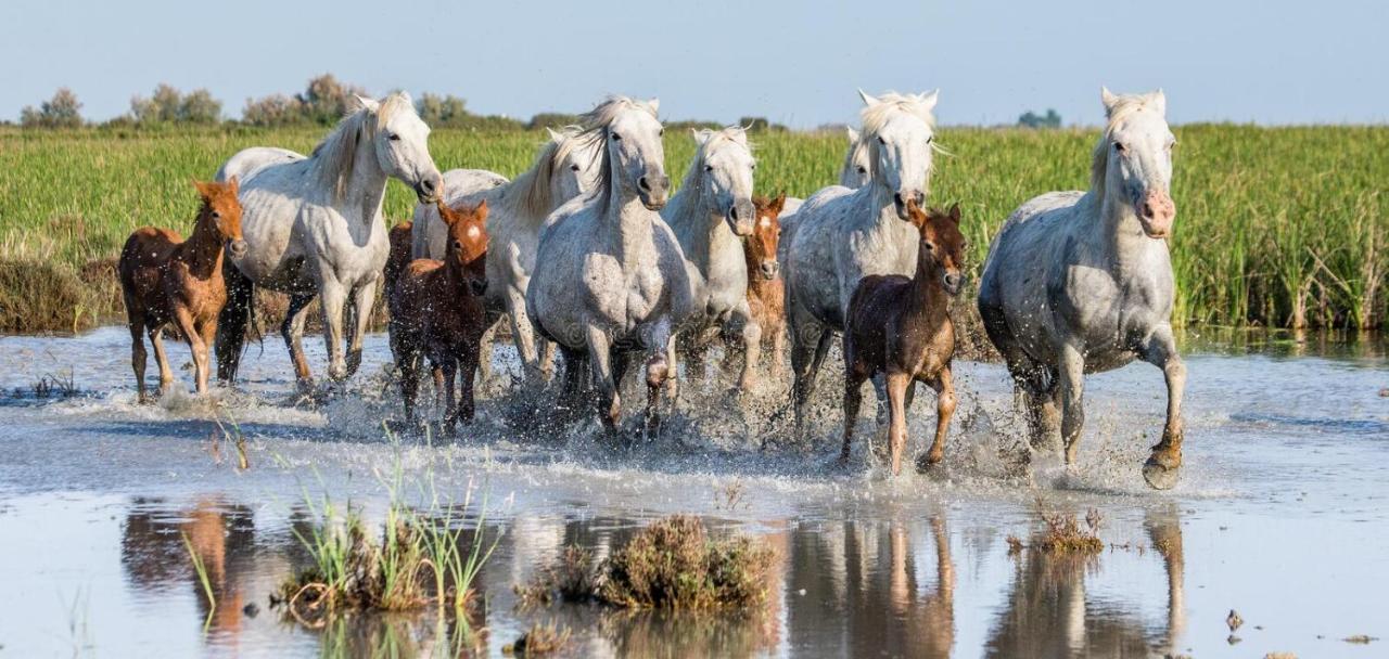 Вілла Joli Mazet Provencal De Camargue Арль Екстер'єр фото